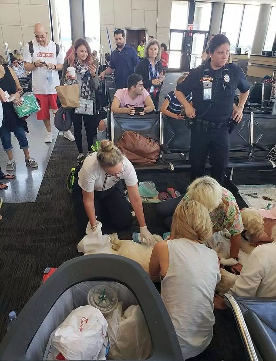狗狗在等待航班时忽然生宝宝，大家在机场一起帮它接生的画面好暖！ - 2