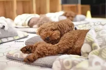 原来狗狗在宠物学校是这么睡觉的，太可爱了吧！ - 4