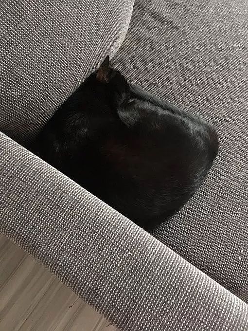 推主家的黑猫很喜欢睡在沙发角，每次都把自己盘成这姿势，笑飞！ - 2