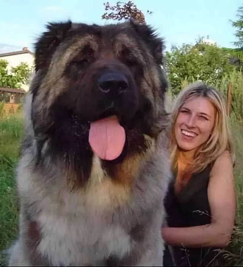 “北欧巨兽”高加索犬：俄罗斯国宝犬种，养了这狗才是真有安全感！ - 9