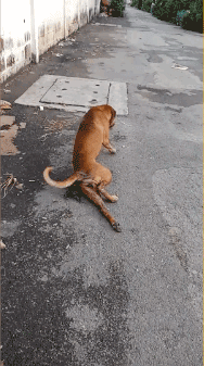 泰国一只流浪狗因为演技太好火了，被网友称作“狗中影帝”！ - 2