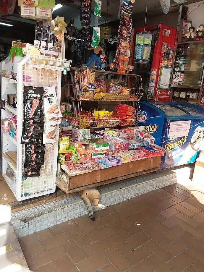 主人叫猫咪看店，它居然躲在柜子下休息，还露出大腿，笑裂！ - 1