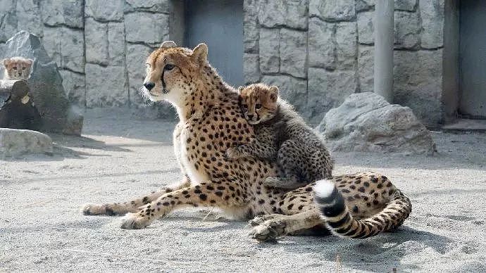 这只豹宝宝很爱对妈妈抱着不放手撒娇，边上另一只豹宝宝看到后... - 1