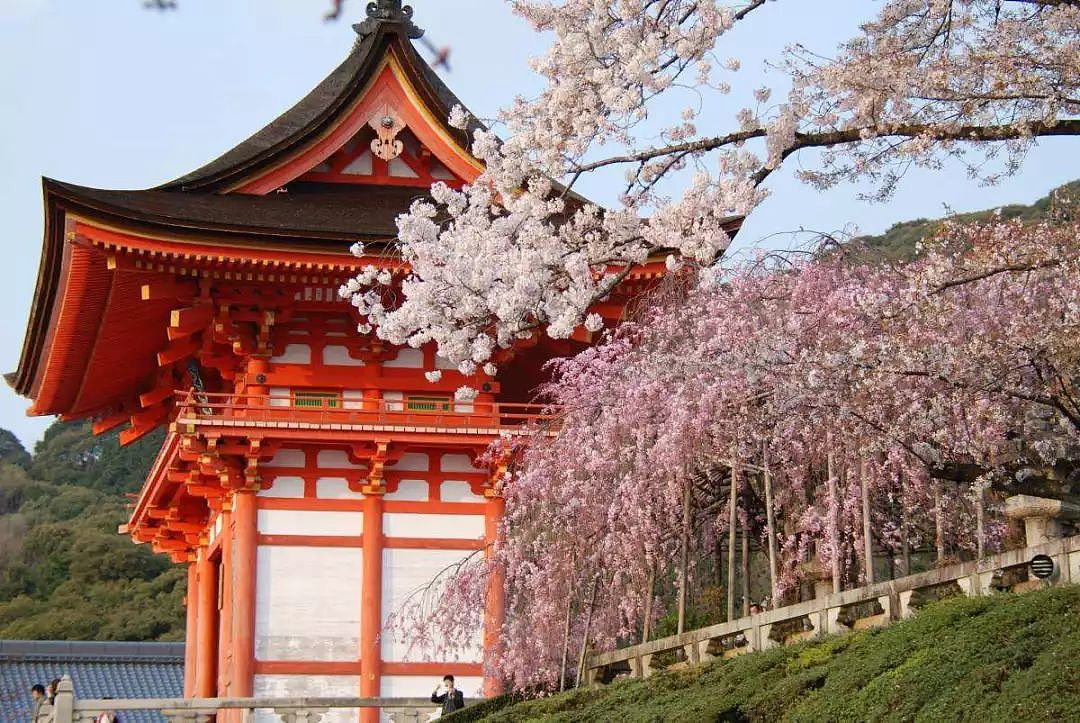 日本樱花季最强攻略，美景美食一览，再不看就没机会啦！ - 7