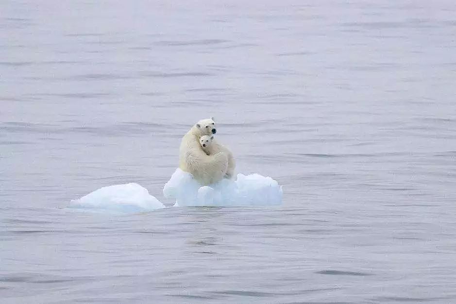 北极圈32℃，这个地球的空调正在瘫痪…… - 4