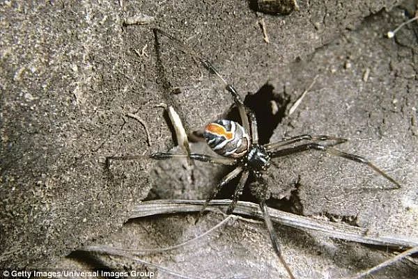 小心 |澳洲有8000种蜘蛛，但其实只有这2种能致人死亡... - 4