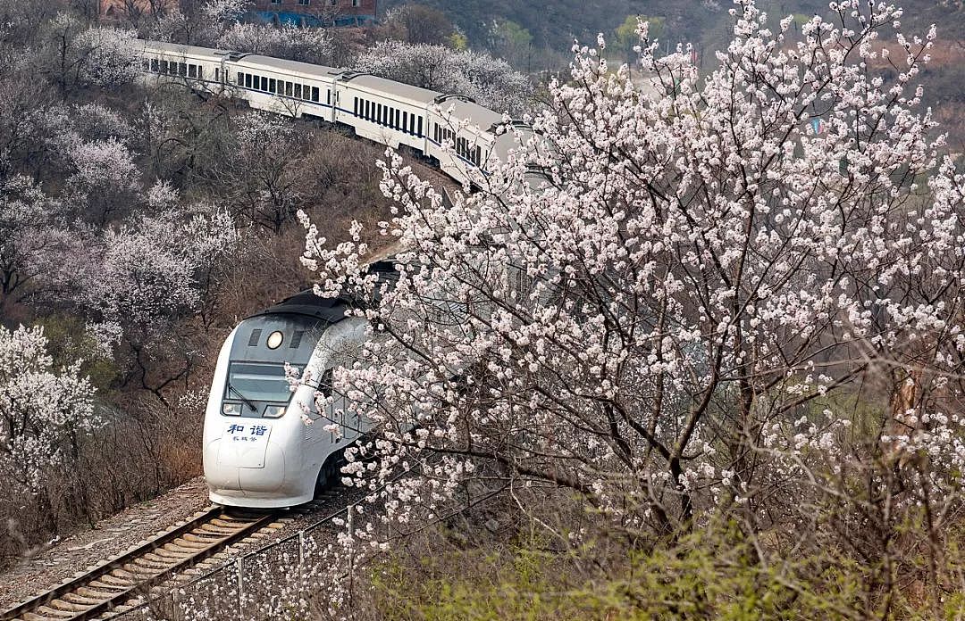 何必远赴日本看樱花？北京这趟开往春天的小火车，下周发车！ - 8