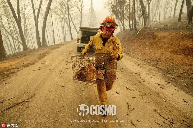 看世界 | 人们逃离加州大火时，没有忘记动物伙伴 - 27