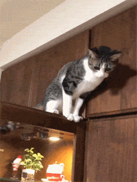 推主家的猫每次都要爬到很高的地方，但又下来，让人好费解！ - 3