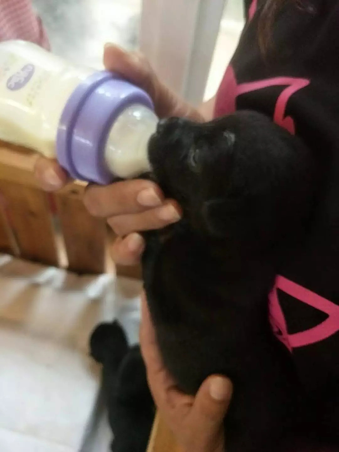 狗妈妈全身瘫痪溃烂，却仍坚持给宝宝喂奶，“它只有头能动…” - 3