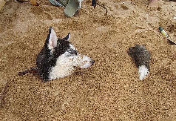 主人把狗狗骗去海滩，然后一言不合就埋了…… - 10