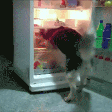 天太热了，有的狗狗钻冰箱，有的狗狗连水都没有…… - 13