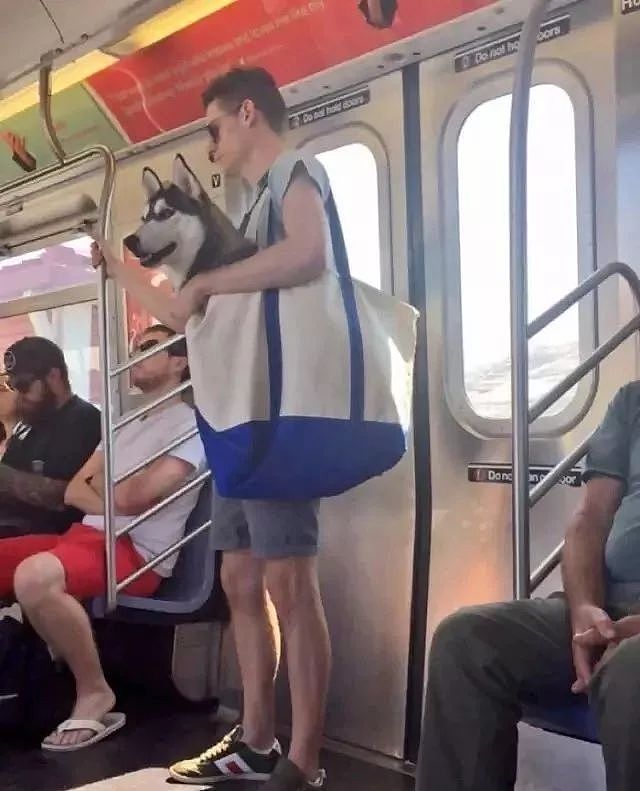 把狗装起来就能乘地铁！可这只萨摩耶却被拦了下来，原因是... - 1