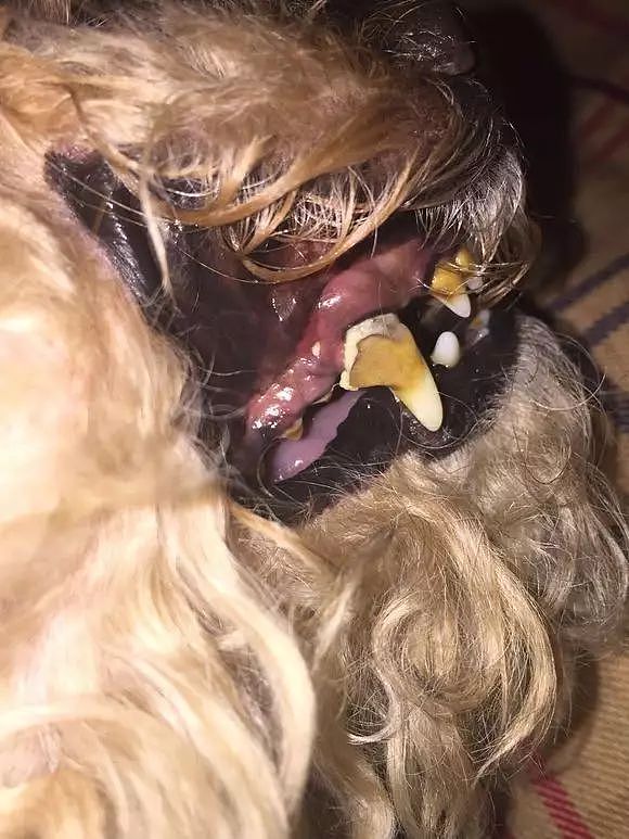 三岁狗狗牙齿就开始脱落，扒开嘴巴的发现更惊人！ - 3