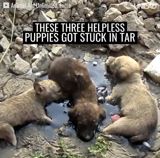 三只小狗被困在沥青里奄奄一息，直到遇到了他们…… - 1