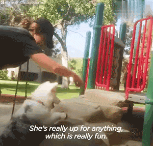 暖心！她收养了一只残疾狗狗！并为它创造了一套“手语”！ - 10