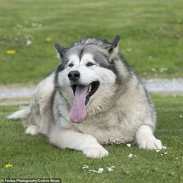 重达140斤的阿拉，成英国最胖狗砸，主人很无辜：都是邻居的错！ - 2