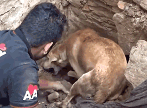 印度水灾后，人们在废墟中发现一只疯狂刨土的狗…… - 5