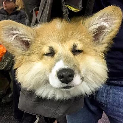 柯基每天搭地铁上下班，成了地铁上最瞌睡的崽... - 6