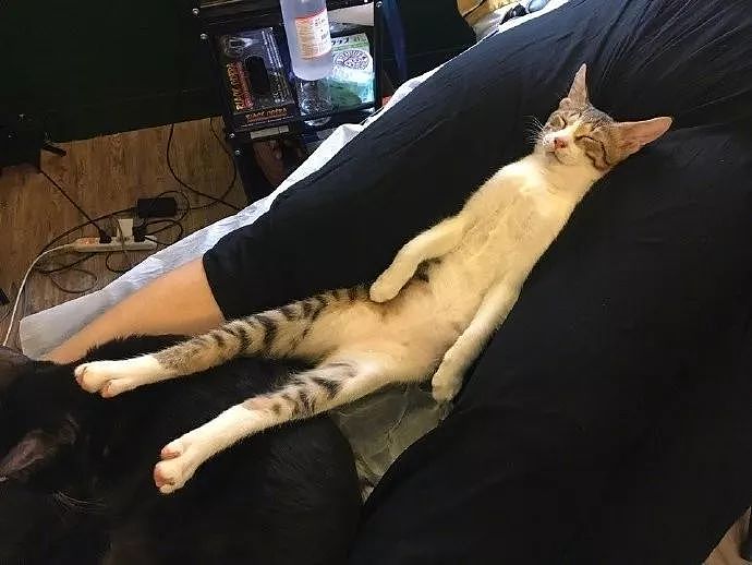 纹身店的猫咪，一有客人来，就喜欢躺在客人腿间睡觉，好不正经！ - 3