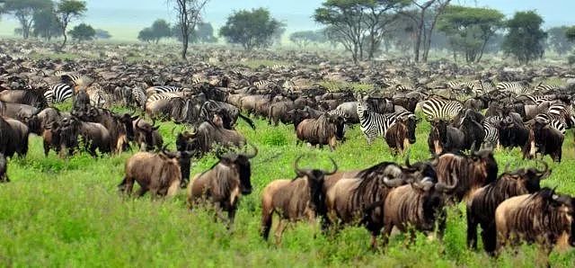 肯尼亚+坦桑尼亚，春节远走东非开启Safari之旅！ - 36