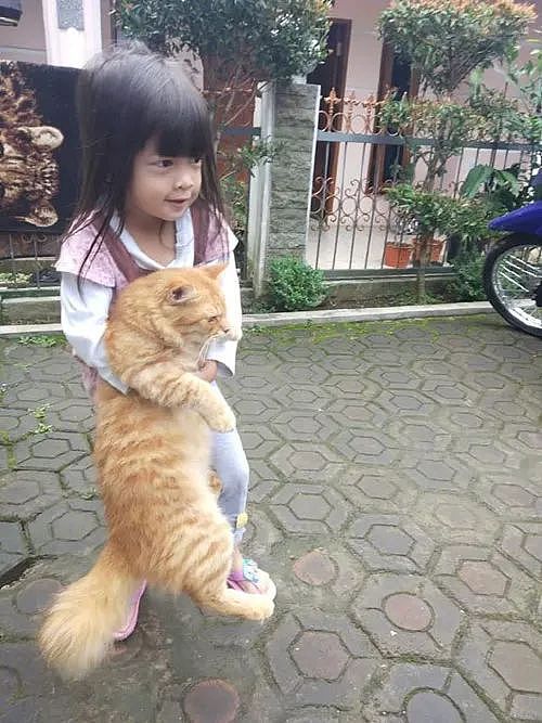 小女孩想抱橘猫去洗澡，就是这体重抱起来好像有点吃力呢！ - 1