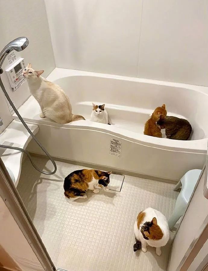 在浴室开了暖气后，本来想洗个澡，结果却被猫们这样给霸占了！ - 2
