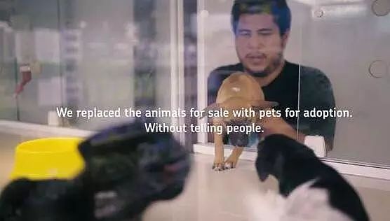 志工把收容所的狗狗摆在宠物店，很快就卖光，证明了领养和购买根本没区别！ - 2