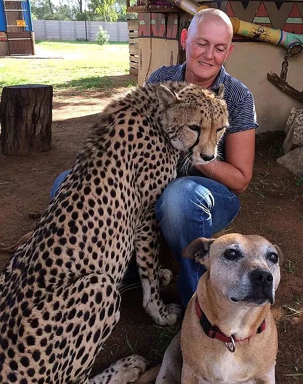 南非女子身患绝症，她养的一只大猫看见刚出院的她竟然... - 2