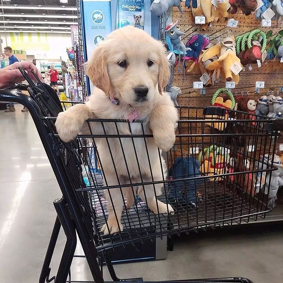 第一次带狗逛超市，你确定自己带的钱够花吗？ - 11