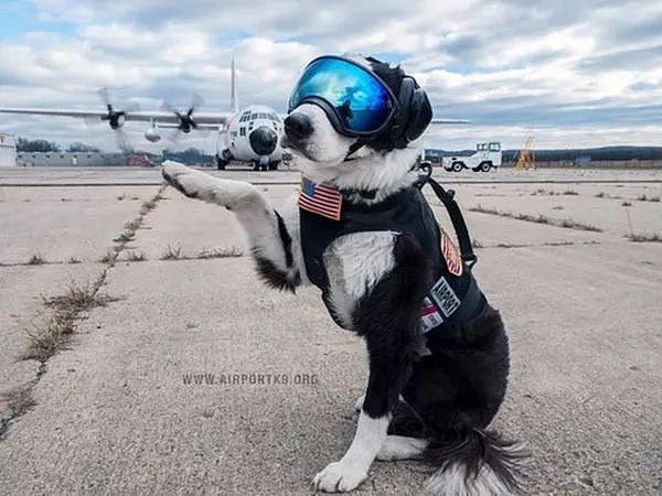 机场英雄犬离世…它一生驱逐8千只鸟，离开前一天仍在跑道工作…… - 2