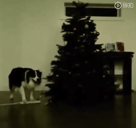 当你还在想怎样安心过圣诞的时候，人家的狗已经在装饰圣诞树了！ - 5