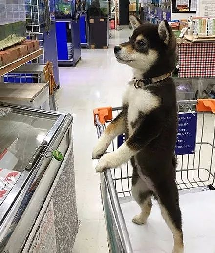 狗狗逛超市时，看到自己喜欢的东西，竟然兴奋的站了起来，太可爱了.... - 2