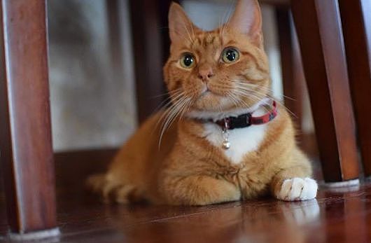 便利店捡到橘色流浪猫，它十年无休尽职看店，生意出奇好... - 4