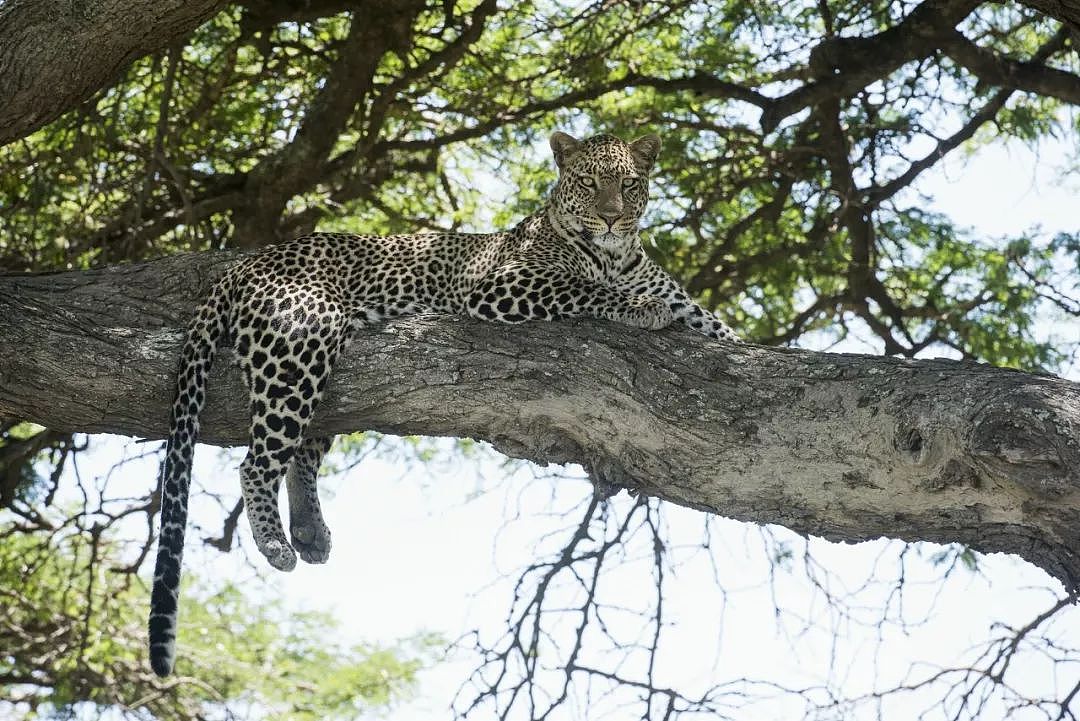 肯尼亚+坦桑尼亚，春节远走东非开启Safari之旅！ - 17