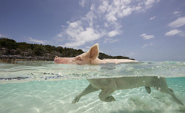 巴哈马有一个猪岛，上面有一群被水手遗弃的猪，是当年没来得及吃完的…… - 3
