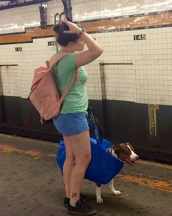 把狗装起来就能乘地铁！可这只萨摩耶却被拦了下来，原因是... - 17
