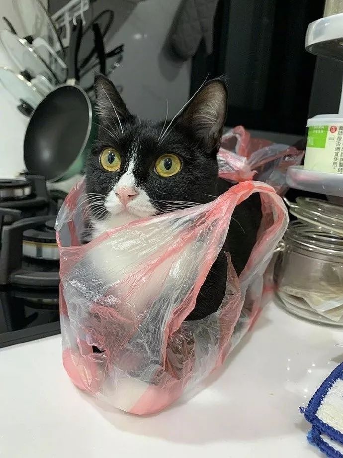 主人忘记把厨房的塑胶袋扔掉，过一会回来，里面长了一只猫！ - 4