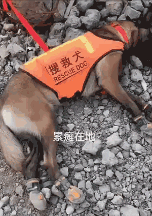 参与过汶川地震救援的最后一只搜救犬去世，“沈虎，愿你一路走好…” - 10