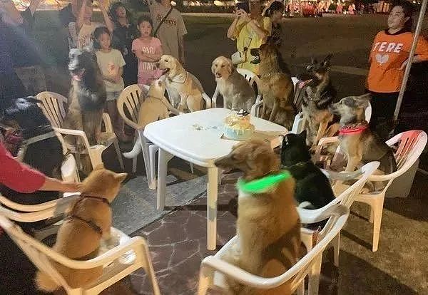 柴柴过生日，请了11只狗狗好友开派对...羡慕了！ - 5
