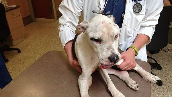 狗狗5年前被残忍割舌、全身多处骨折，最近凶手终于被判10年监禁！ - 2