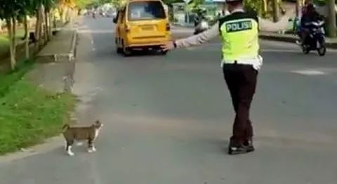 这位交警遇到一只猫要过马路，他的举动让人想点赞... - 1