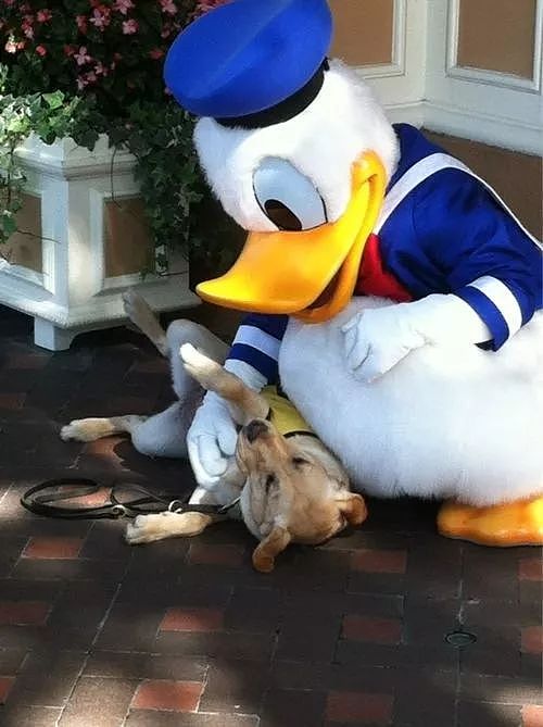 狗狗去迪士尼玩，结果被公主们给宠上了天...真汪生赢家！ - 23