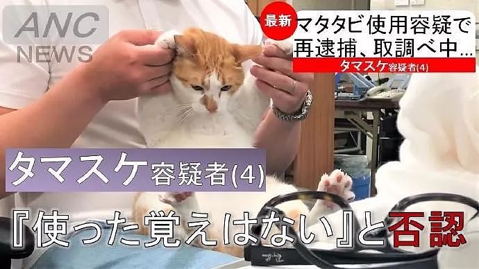 日本一只橘猫由于妨害公务罪，惨遭逮捕，目前情绪稳定！ - 14