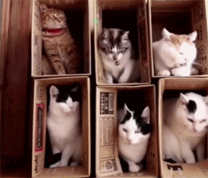 主人给6只猫做了2层纸盒窝，以为它们会乖乖的，结果... - 4