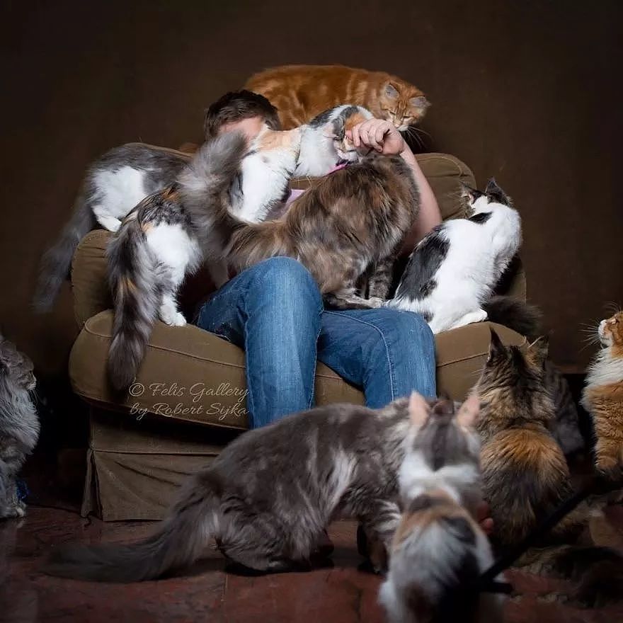 因养一群缅因猫，摄影师从此快门不停，带你感受超霸气视觉体验... - 2