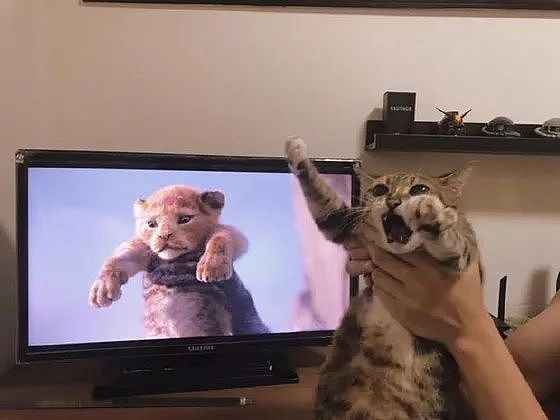 狮子王一上映，众网友纷纷拿自家猫COS，这些画面太搞笑了！ - 10