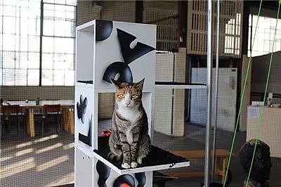 伍斯特艺术博物馆举办了一场“灵感来源于猫”的展览，里面的猫... - 14