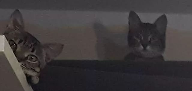 这两猫老喜欢把床垫弄倒在地，还邀请其他喵一起玩，被抓后还一脸无辜！ - 4