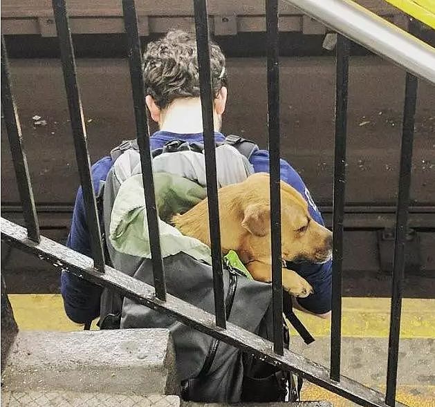有狗狗同行的地铁、列车和飞机，你愿意坐吗？ - 9